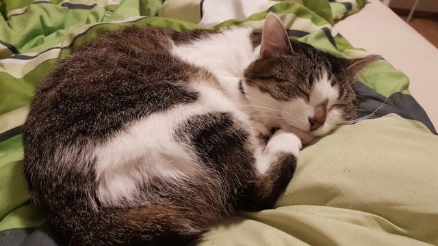 Why Do Cats Snore? Understanding the Causes and Treatment
