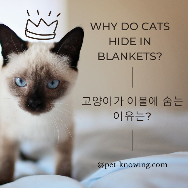 Why do cats hide in blankets?