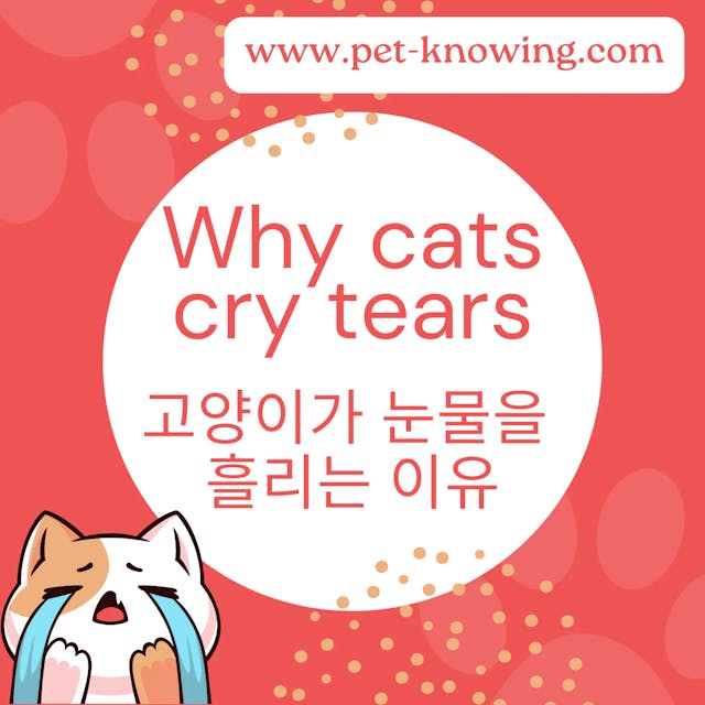 Why cats cry tears