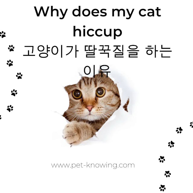 Why does my cat hiccup