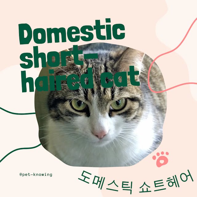 Domestic short-haired cat