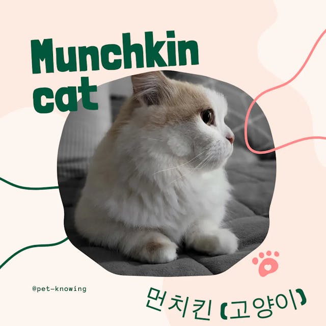 Munchkin cat