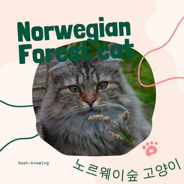 Norwegian Forest cat
