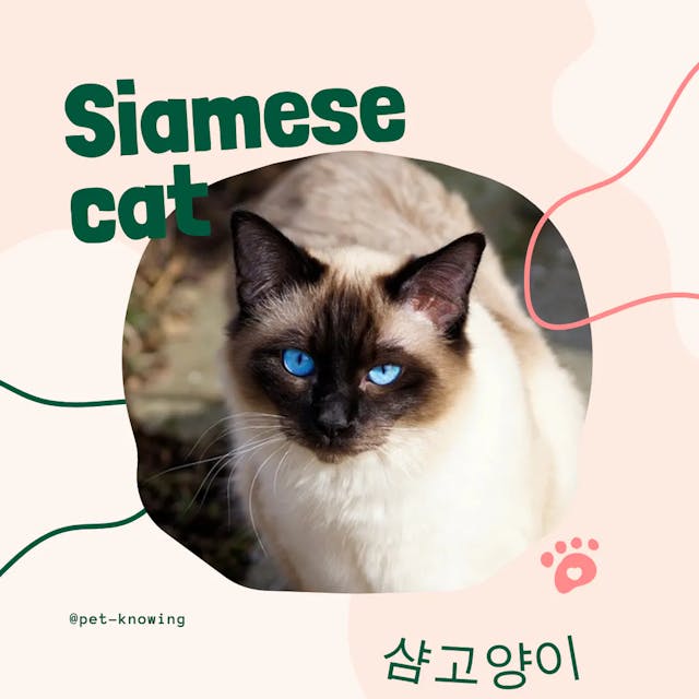 Siamese cat