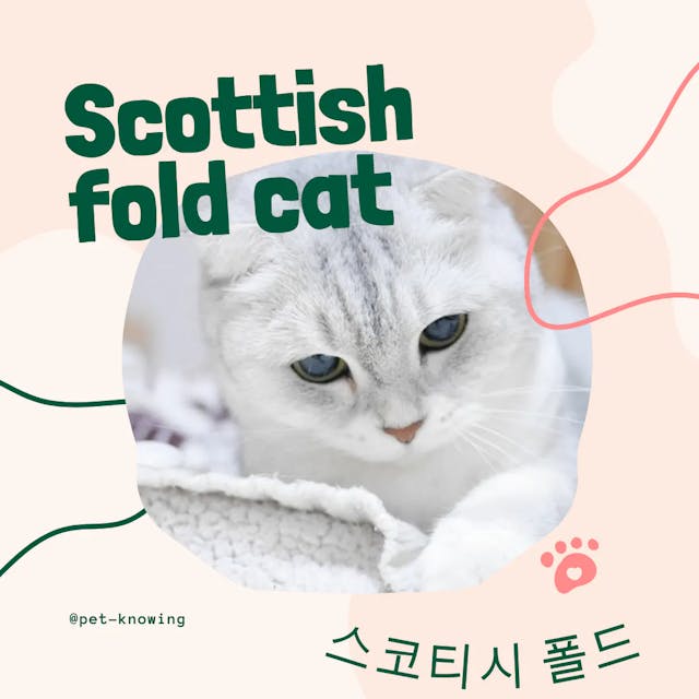 Scottish fold cat