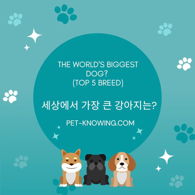 The world's biggest dog? (Top 5 Breed)